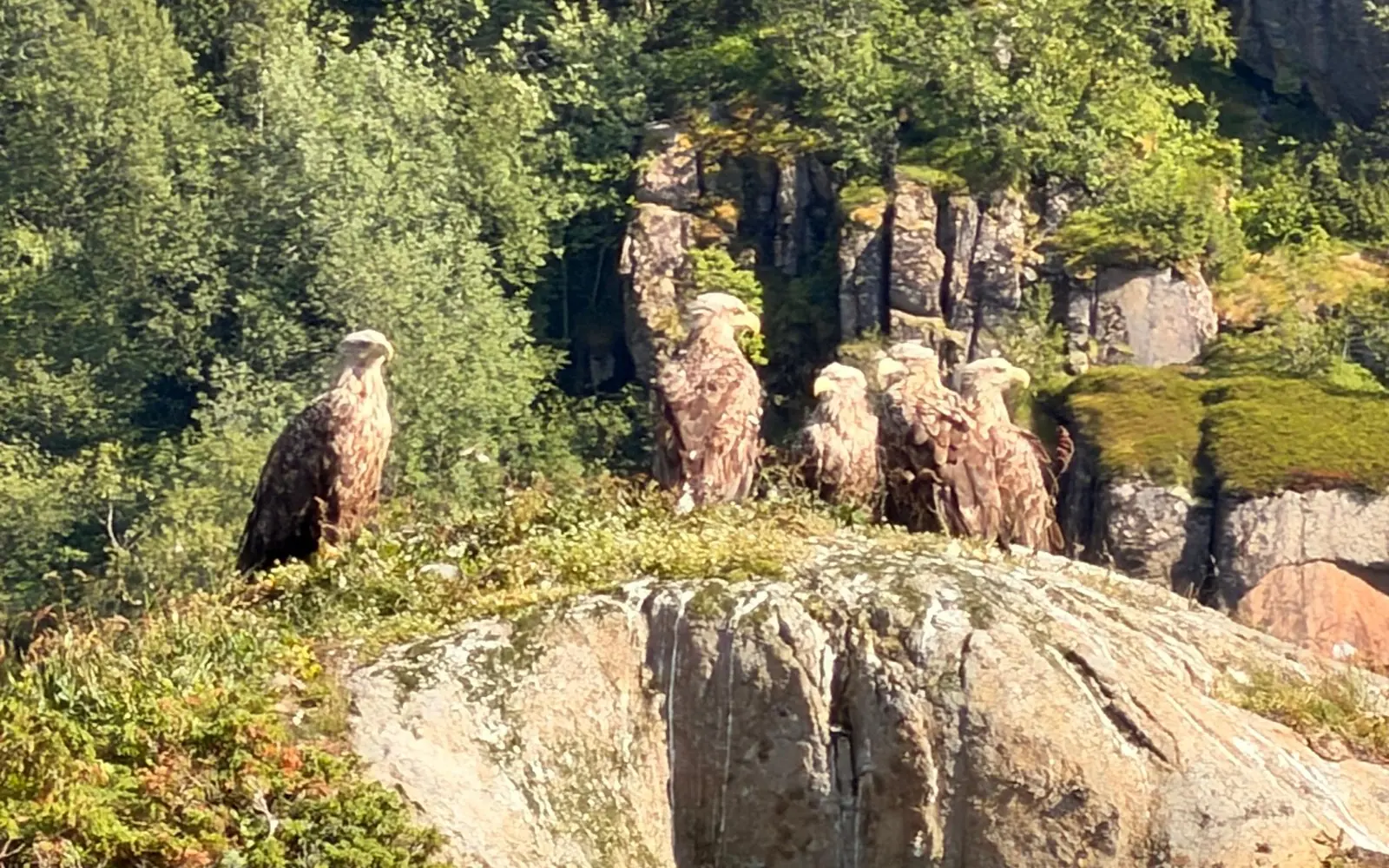 Ein Boot im schmalen Arm des Trollfjord auf den Lofoten