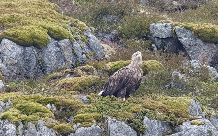 RIB Boat Lofoten Trollfjord Sea Eagle Safari