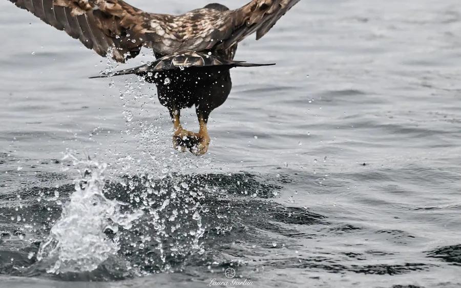 Sea Eagle Safari to Trollfjord