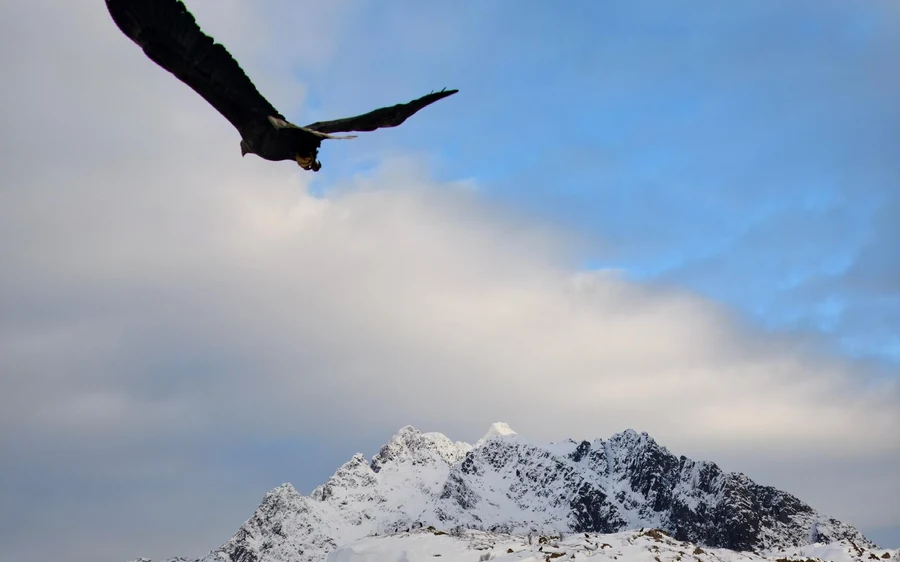 Trollfjorden Wildlife RIB Cruise