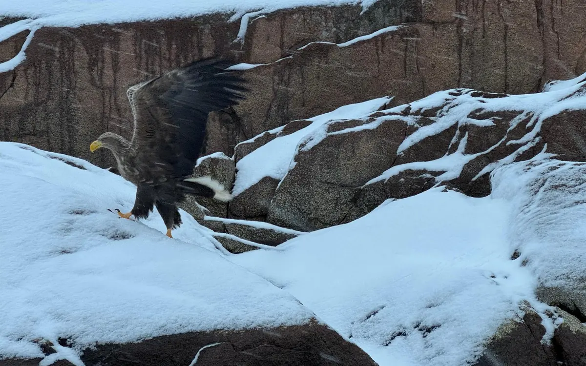 A white-tailed sea eagle in flight over the Raftsundet strait in the Lofoten Islands